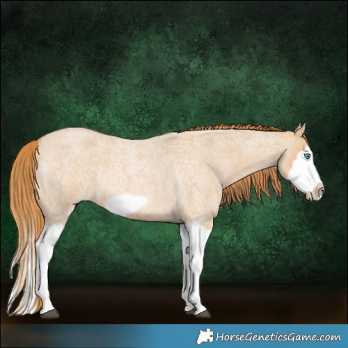 Horse Color:Red Dun Roan Splash Frame Rabicano 