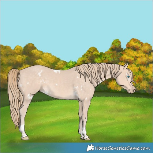 Horse Color:White Spotted Perlino Tobiano 