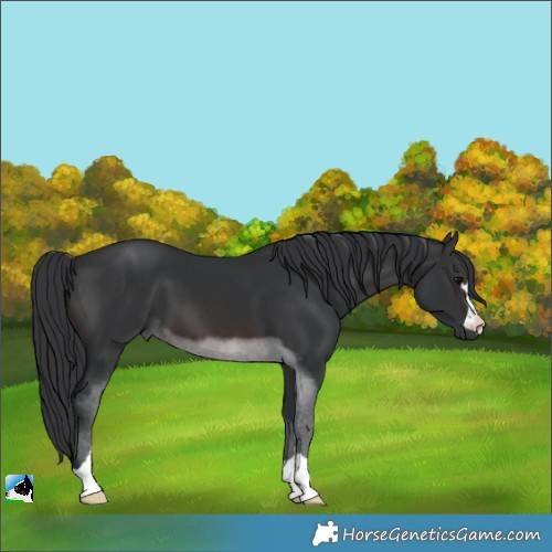 Horse Color:Brown 