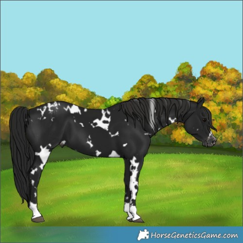 Horse Color:Gray White Spotted Black Varnish