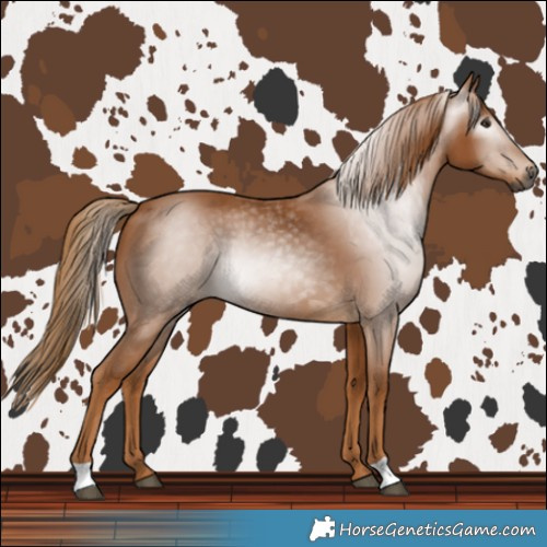 Horse Color:Gray Chestnut
