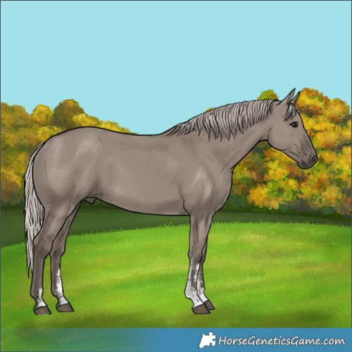 Horse Color:Silver Grullo Sabino Rabicano 