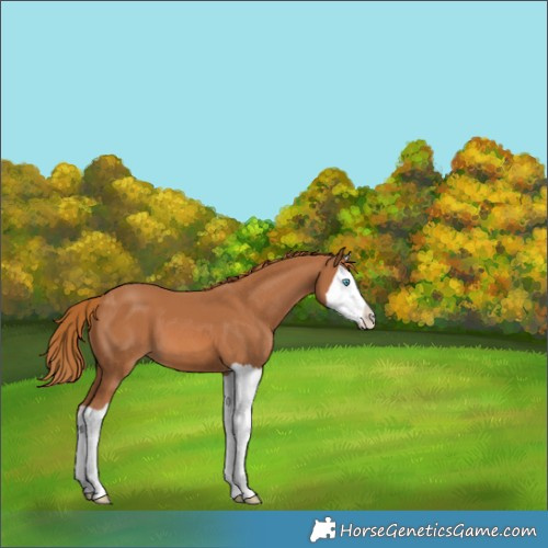 Horse Color:Chestnut Splash