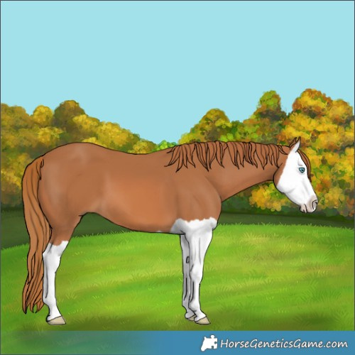 Horse Color:Chestnut Splash 