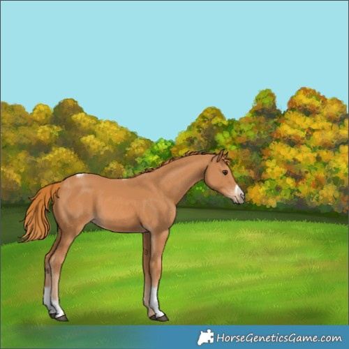 Horse Color:Chestnut Tobiano Frame 