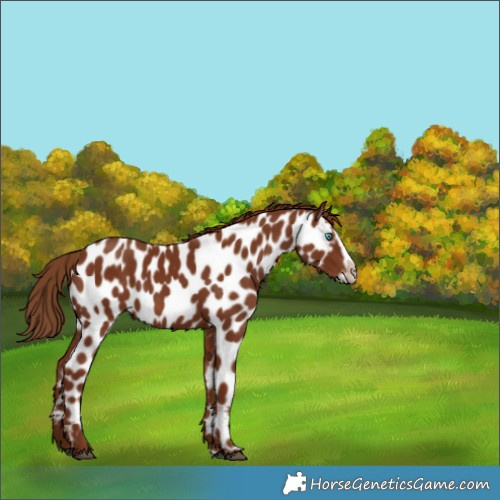 Horse Color:Chestnut Splash Frame Appaloosa