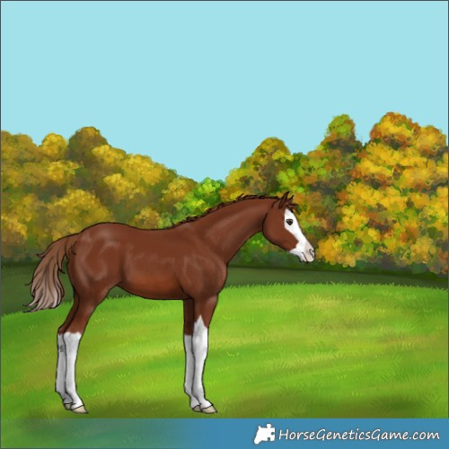 Horse Color:Chestnut Splash 