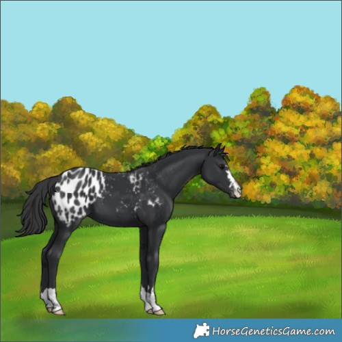 Horse Color:Black Appaloosa