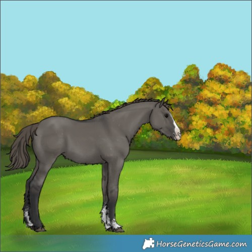 Horse Color:Grullo Sabino Splash Varnish 