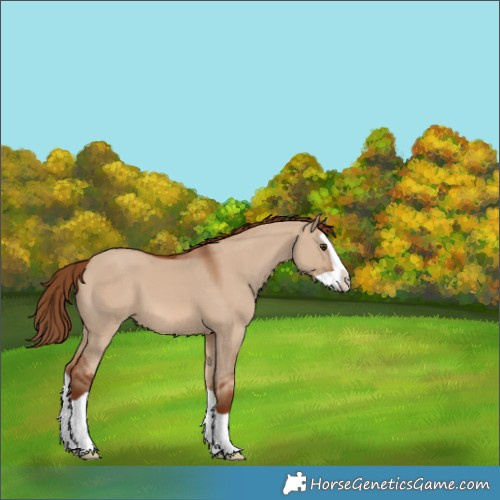 Horse Color:Red Dun Splash
