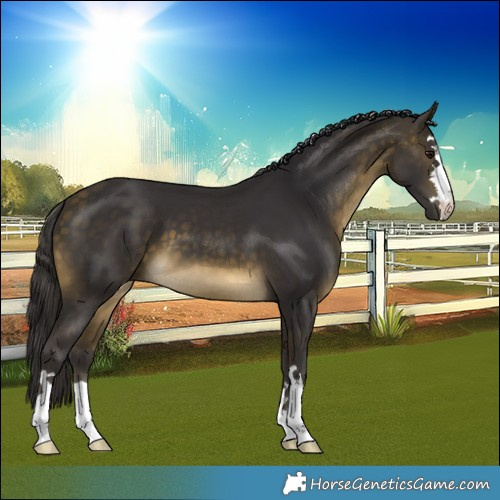 Horse Color:Buckskin 