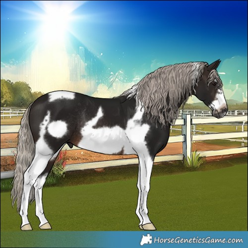 Horse Color:Gray Silver Brown Splash Tobiano Frame Rabicano 