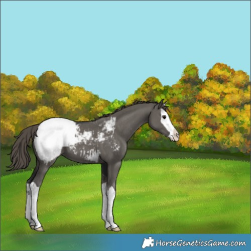 Horse Color:Grullo Splash Snowcap