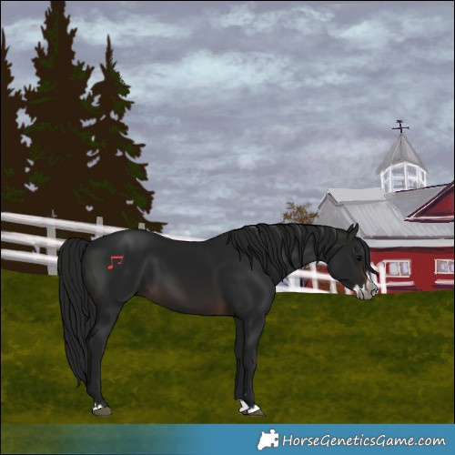 Horse Color:Gray Brown Splash