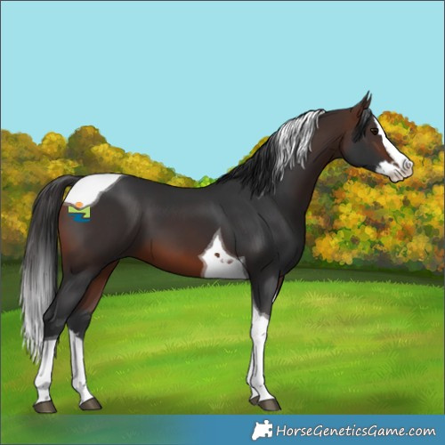 Horse Color:Brown Splash Tobiano 