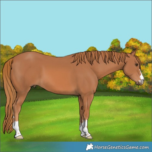 Horse Color:Chestnut 