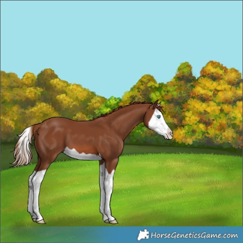Horse Color:Chestnut Splash 