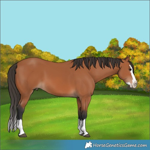 Horse Color:Bay Splash