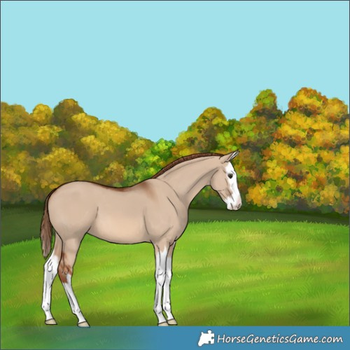 Horse Color:Red Dun Splash