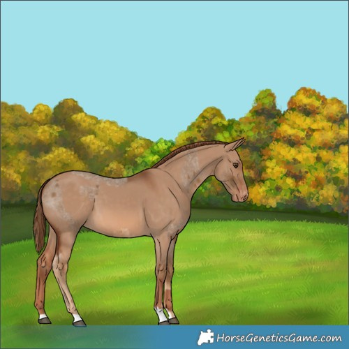 Horse Color:Chocolate Palomino Roan Varnish and Red Dun Varnish