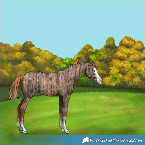 Horse Color:Powder White Black Splash and Powder White Red Dun Splash