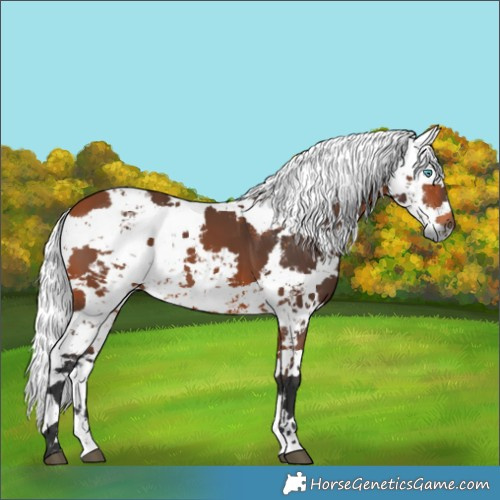 Horse Color:Bay Harlequin Merle 