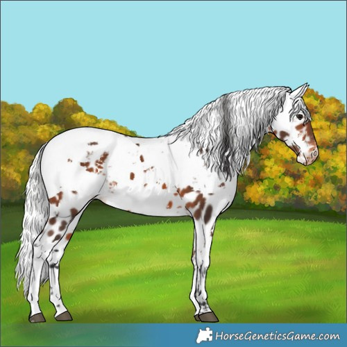Horse Color:Bay Harlequin Merle Leopard 