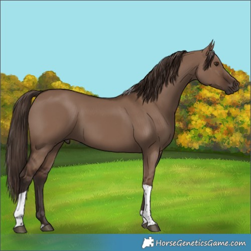 Horse Color:Liver Red Dun Tobiano