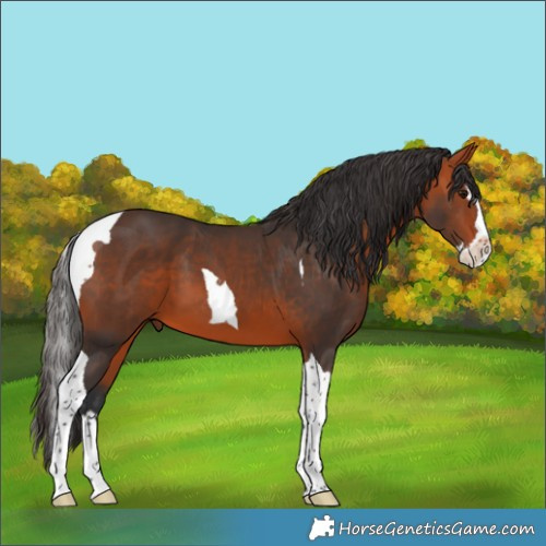 Horse Color:Bay Splash Tobiano 