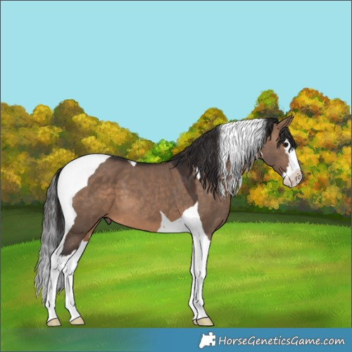 Horse Color:Brown Dun Splash Tobiano