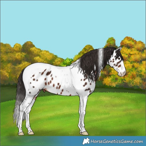 Horse Color:Liver Chestnut Splash Tobiano Near Leopard