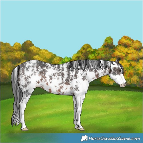 Horse Color:Brown Sabino