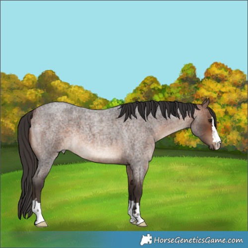 Horse Color:Bay Roan