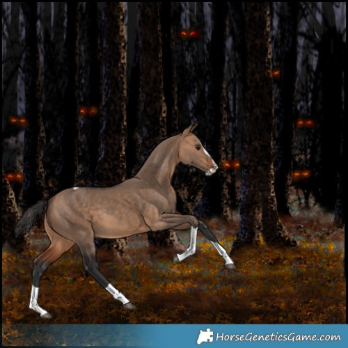 Horse Color:Unknown 