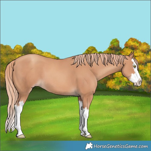 Horse Color:Gold Champagne Splash