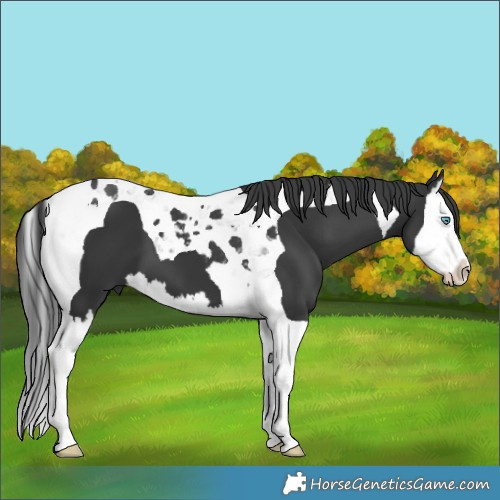 Horse Color:Black Splash Tobiano 