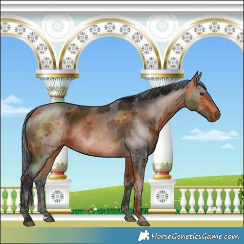 Horse Color:Bay Merle Rabicano 