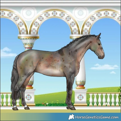 Horse Color:Brown Merle