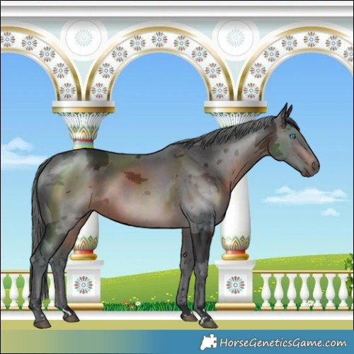Horse Color:Brown Merle 