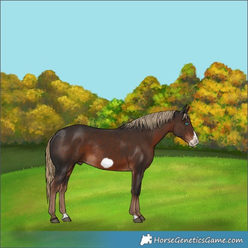 Horse Color:Liver Chestnut Frame Rabicano 