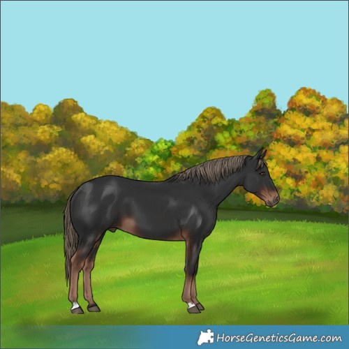 Horse Color:Liver Chestnut 