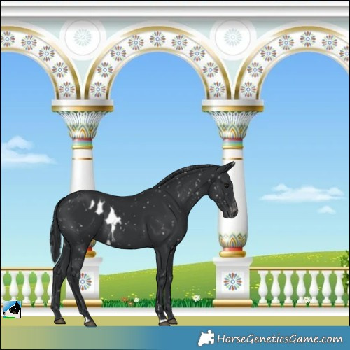 Horse Color:Black Skewed Appaloosa