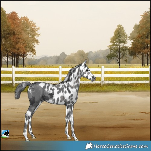 Horse Color:Black Merle Skewed Appaloosa 