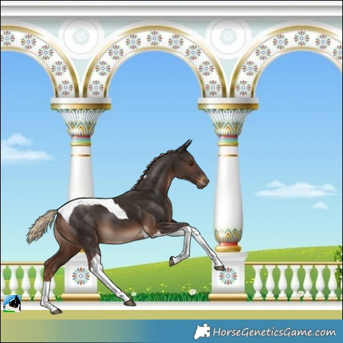 Horse Color:Liver Chestnut Tobiano