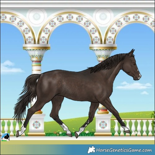 Horse Color:Liver Chestnut Rabicano 