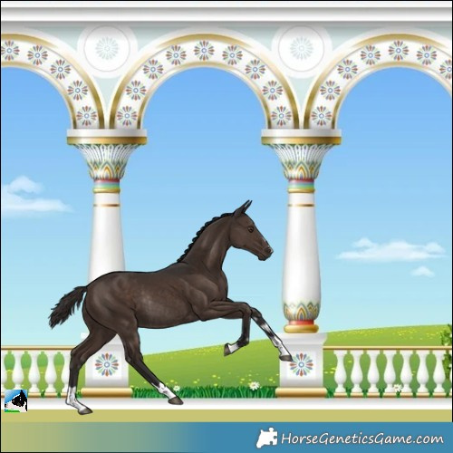 Horse Color:Liver Chestnut Rabicano 