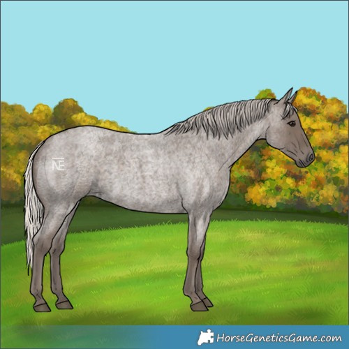 Horse Color:Silver Blue Roan 