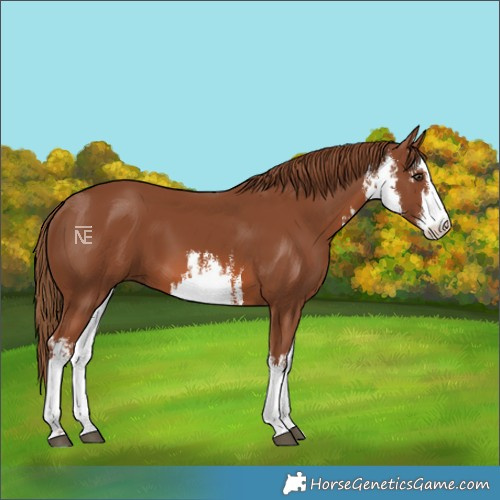 Horse Color:White Spotted Chestnut 