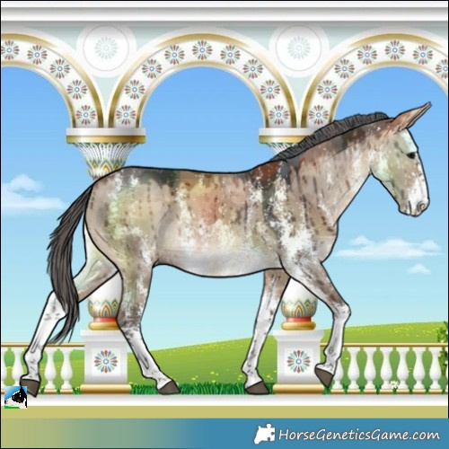 Horse Color:Bay Dun Merle Sabino Brindle 