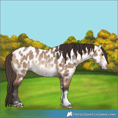 Horse Color:Bay Dun Near Leopard Rabicano 